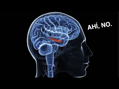 Video: ¿Cómo almacenan la memoria las neuronas?