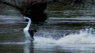 Clark's and Western Grebe