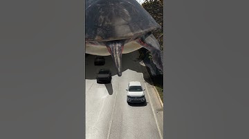 turtle is flying #3d animation #3D Special Effects #VFX #shorts