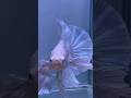 The most beautiful betta fish seen today 05