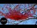 The Slow Mo Guys на Русском (Выпуск # 41) - Физика воды (4К)