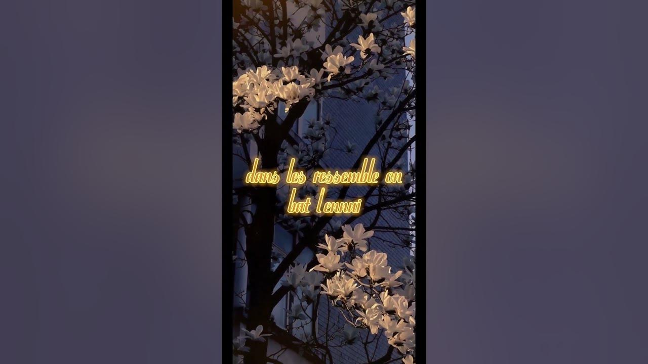 videoclub en nuit #viralreels #lyrics #videoclub #viralshorts videoclub en nuit #viralreels #lyrics #videoclub #viralshorts