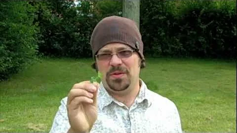 Is 5 leaf clover good or bad?