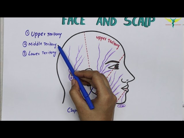 lymphatic drainage face