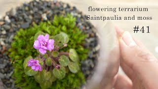 花咲く苔テラリウムの作り方 セントポーリアとコケ 41 How To Make A Flowering Terrarium Saintpaulia And Moss 41 Youtube 花咲く苔テラリウムの作り方 セントポーリアとコケ 41 How To Make A Flowering Terrarium Saintpaulia And Moss 41 Youtube