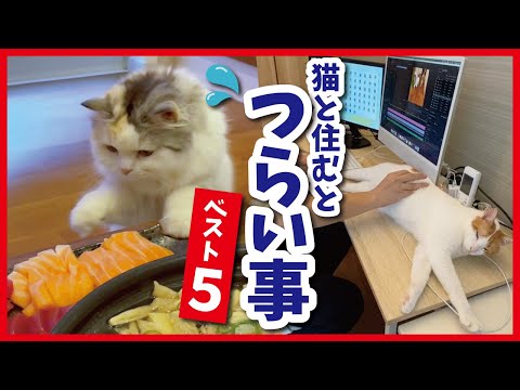 猫との暮らしはこんなに辛いんです…【おしゃべりする猫】