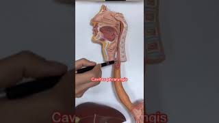 Pharynx, oesophagus (farinks, özafagus) Anatomisi