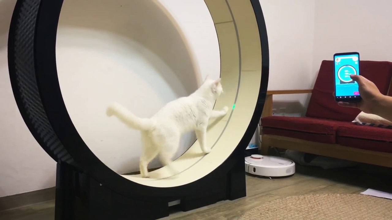 Electric cat exercise wheels: