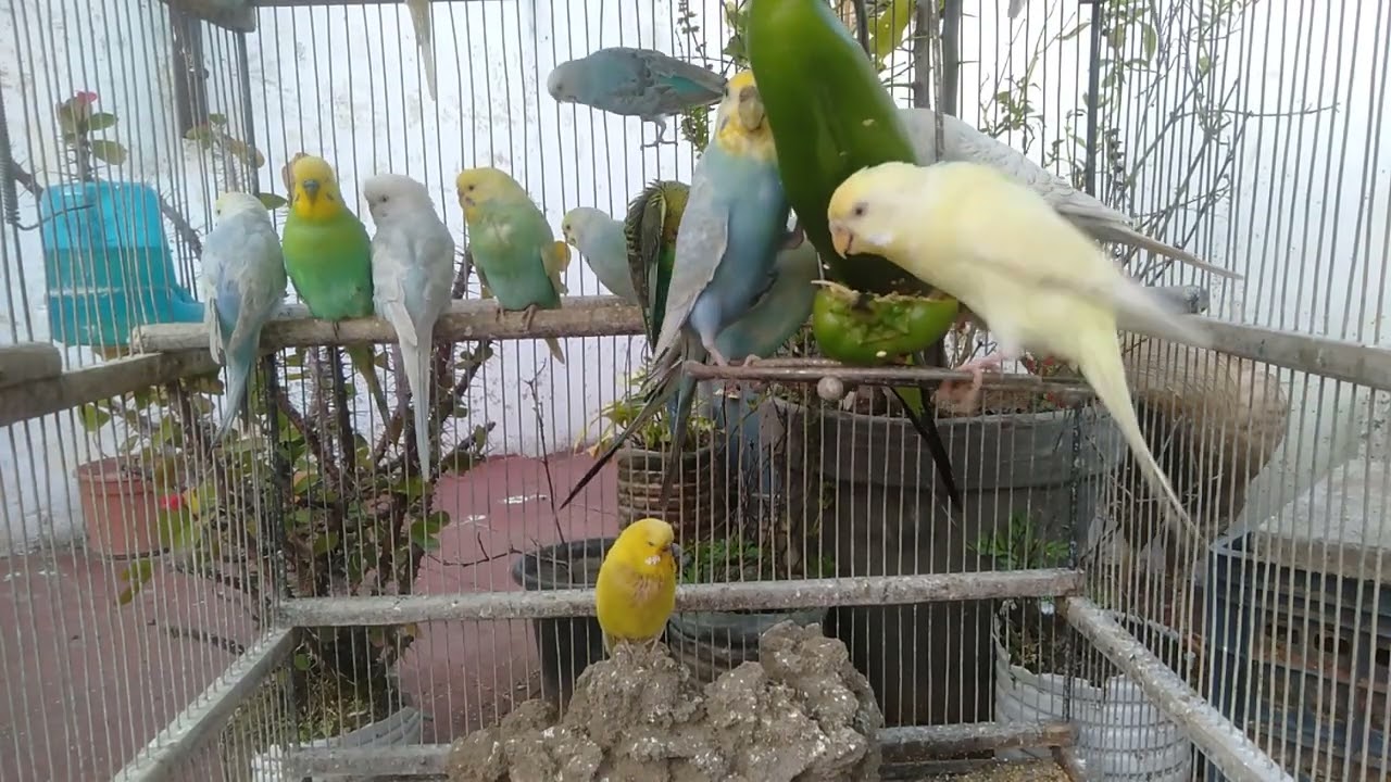 This Relaxing Bird Video Is Easy to Watch