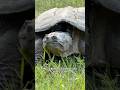 This snapping turtle lays her EGGS in my yard every year!