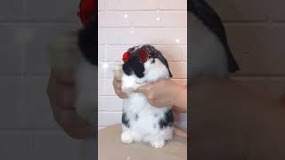 Be A Flexible Little Chubby Pet Rabbit Lop Eared Rabbit