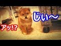 【海外の反応】衝撃！日本の柴犬の赤ちゃんが…次の瞬間！可愛すぎて世界が仰天！外国人「日本のシバ可愛すぎるヤバいだろ！大好きだよ！」