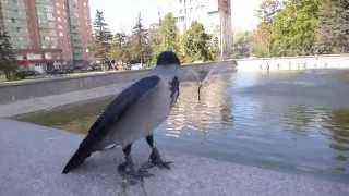 Серая ворона Крышечка гуляет по городу/Hooded crow Kryshechka explores the city