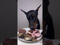 ASMR🔥生肉を食べるドーベルマン🥩#ドーベルマン　#doberman #dogasmr #asmr #咀嚼音 #犬ご飯　#mukbang #rawfood #dogmukbang #犬の咀嚼