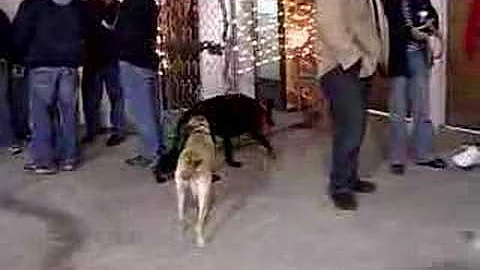xmas party for greta