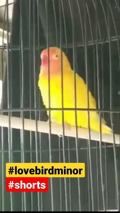 LOVEBIRD MINOR #shorts