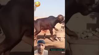WHAT DID I JUST WATCHED #funny #trending #comedymovies #kaizaratv #movie #fyp #youtubeshorts #reels Profile