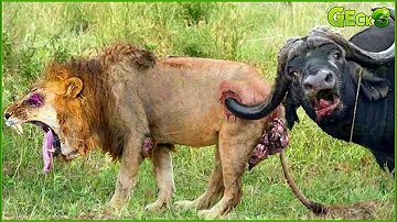 50 Craziest Wild Animal Fights That Will Leave You Breathless | Animal Fights