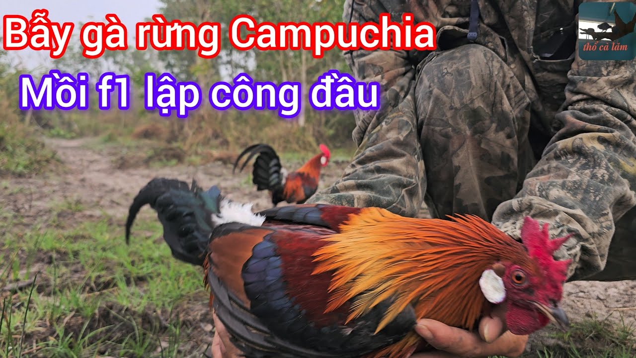 Bẫy gà rừng Campuchia 2026- mồi tơ siêu f1 mini   lần đầu đi rừng quá mai mắn 