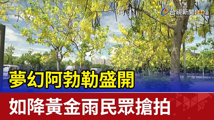梦幻阿勃勒盛开 如降黄金雨民众抢拍 - 天天要闻