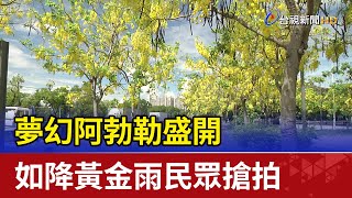 夢幻阿勃勒盛開如降黃金雨民眾搶拍 