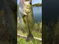 Giant west Michigan largemouth on a chatterbait #bassfishing #angler #fishing #rig #giantbass #bass
