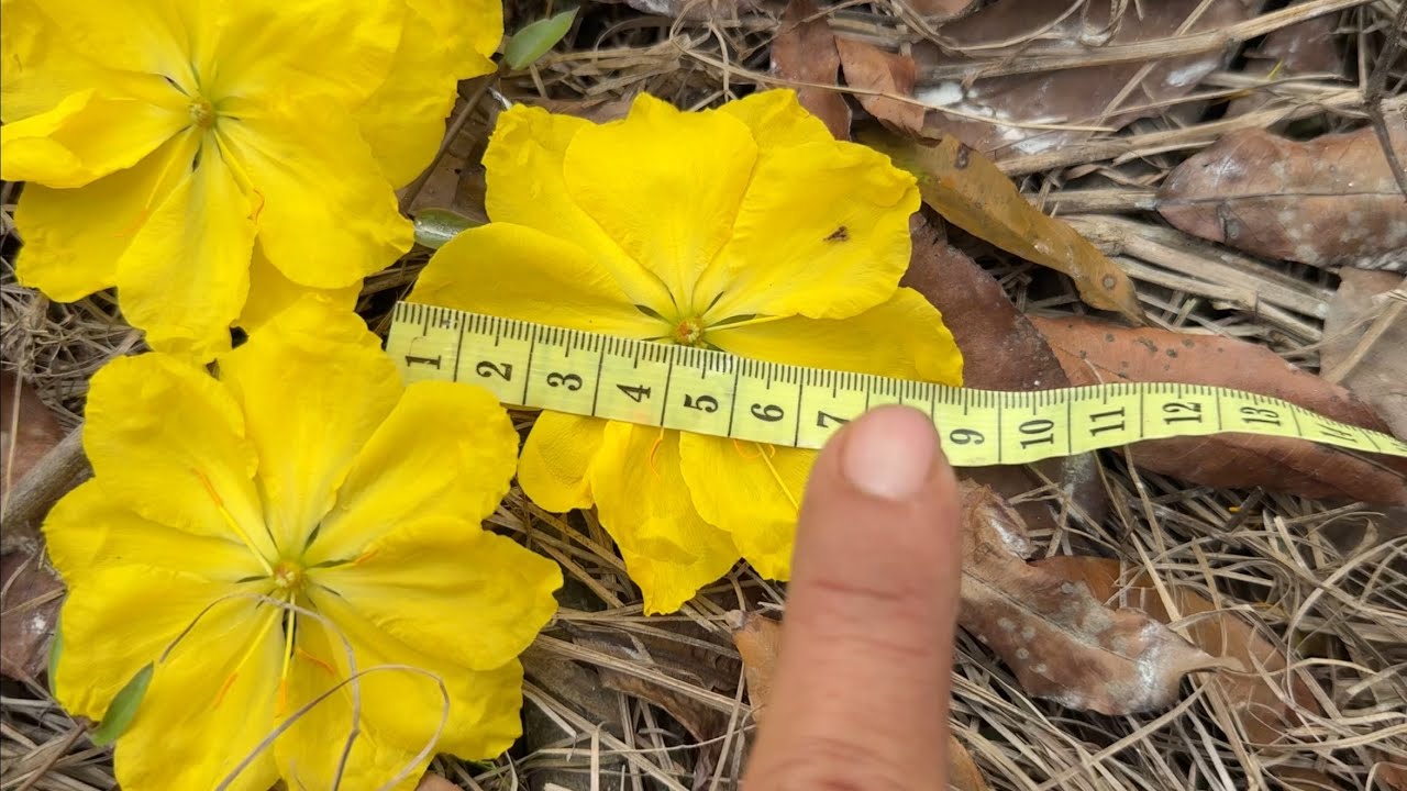 Clip 5. Tuyển mai vàng hoa đẹp sau tết, giao lưu một số cây mai Thủ Đức 6 năm tuổi. LH 0968757878.