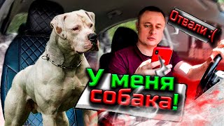 Опять НЕ УКАЗАЛИ Собаку | Пассажиры НЕ ВЫШЛИ | ТАКСИСТ ПСИХУЕТ НА РАБОЧЕМ МЕСТЕ 🚖🚖🚖