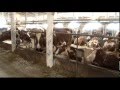 «Сельский порядок». Молочные фермы по-европейски (21.01.2015)