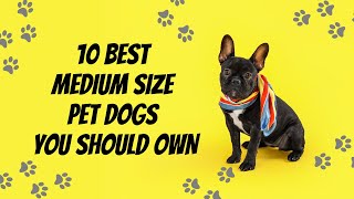 Top Best Medium Dogs Pet in 2021 by TOP BEST PETs 55 views 2 years ago 7 minutes, 2 seconds