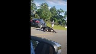 Cow Slips And Falls While Running Off On The Road Then It Gets Hit By A Truck