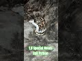1.0 Special Needs Ball Python #special #needs #specialneeds #ballpython #shark #mouth #reptiles #bp
