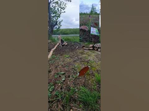 Моё средство от комаров - гриб-трутовик ( timber fungus ) ! - YouTube