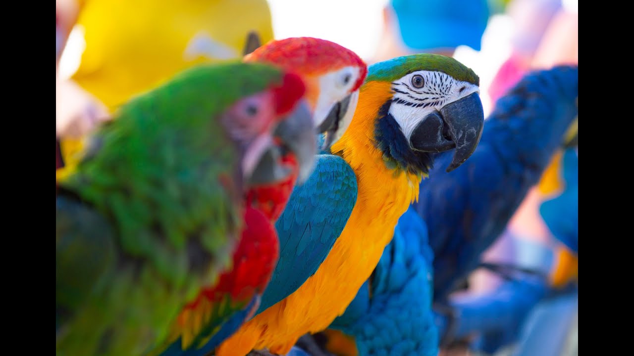 Program s papagámi plný zábavy !