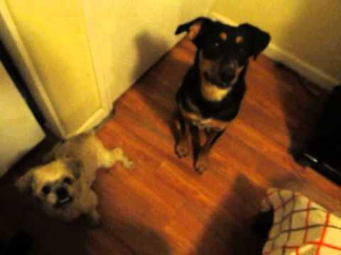german shepherd and shih tzu mix rottweiler german shepherd mix vs miniature pinscher german shepherd and shih tzu mix rottweiler german shepherd mix vs miniature pinscher