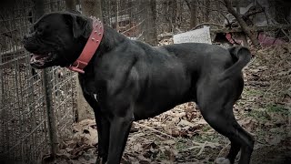 Exclusive Interview - Vito Alu - Brave Heart American Bulldogs