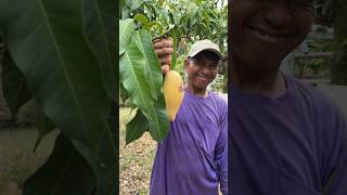 Harvesting Nam Dok Mai mangos in Thailand