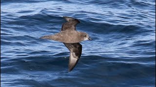 California Pterodroma Overload! by Cherokee Outdoor Productions 798 views 2 years ago 6 minutes, 5 seconds