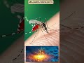 malaria#malaria #mosquito #fever #health #shorts #doctor #illness #prevention #clinic