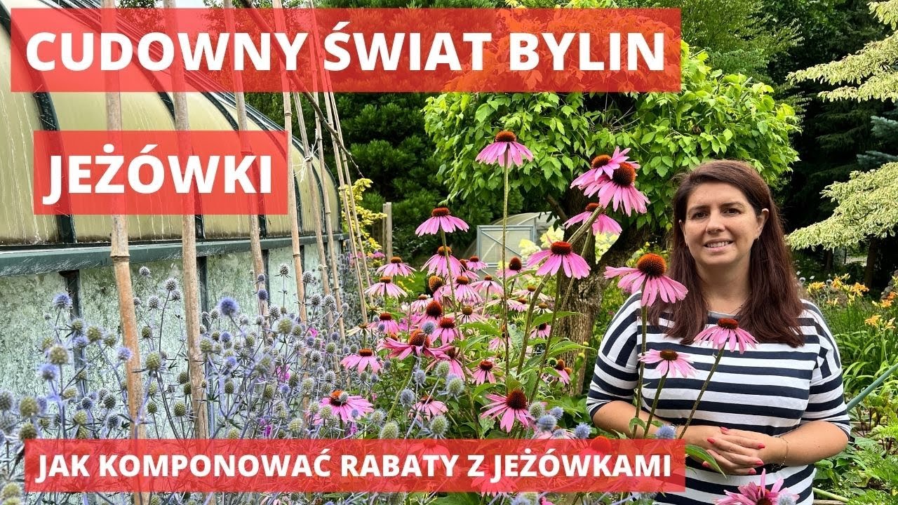 Jeżówki - jakie rośliny sadzić obok jeżówek