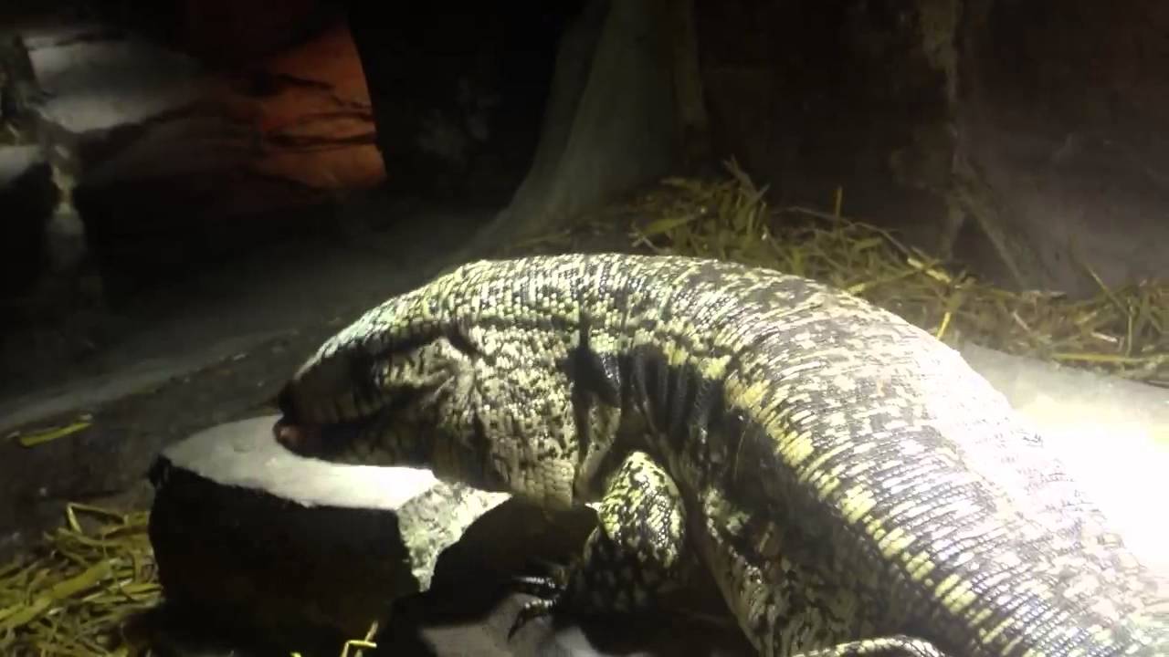 caiman lizard pet Borat eating swan meat