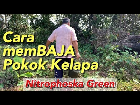 Video: Baja Untuk Pokok Kelapa - Bila dan Cara Menyuburkan Pokok Kelapa