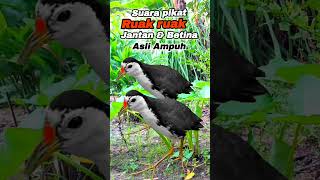 Download Lagu SUARA PIKAT RUAK RUAK JANTAN DAN BETINA AMPUH #youtubeshorts #videoshorts MP3
