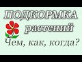 Подкормка растений: чем, как, когда? Системный подход. Подробно.