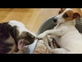 Cat treats an injured dog