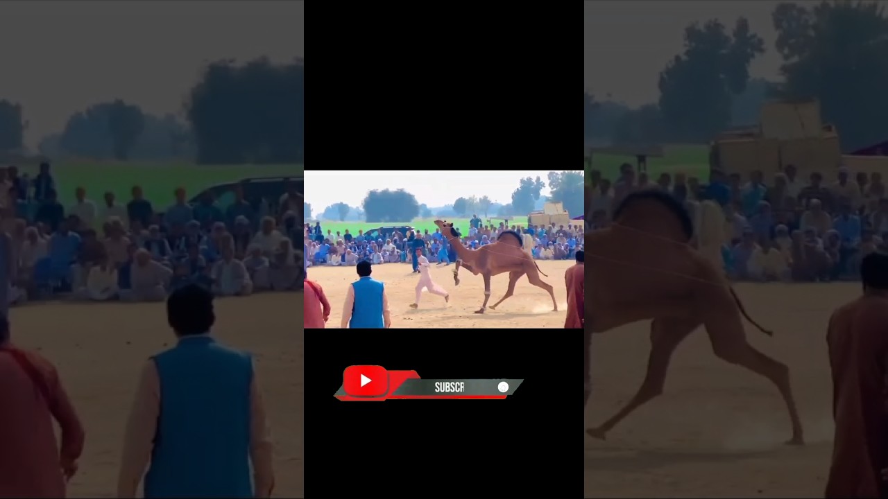 A small camel made a splash at the festival.. 🥰 