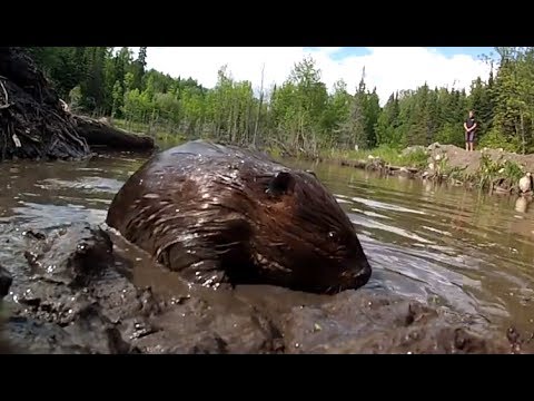 Smith Camps Beaver Pond