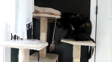 Isis Discovering Catnip Spray on Her Cat Tree