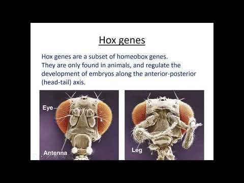 The genetic control of anatomical development