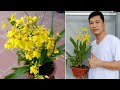 Grow flower orchid dancer oncidium extremely simple maximum success